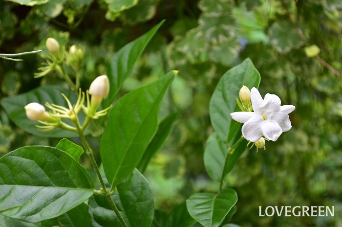 ジャスミンとは 花言葉や育て方 ジャスミンの花や香り 種類 お茶 Lovegreen ラブグリーン