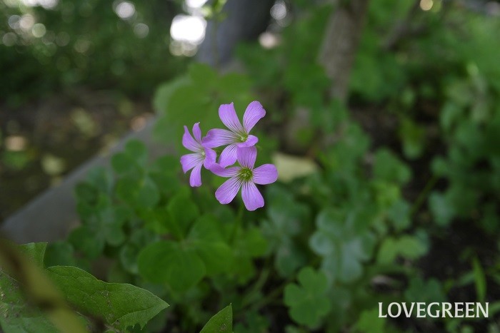 ムラサキカタバミ 花期：4月~7月 分類：多年草 増え方：球根 ムラサキカタバミはカタバミ科の多年草です。ピンクと紫の中間のような色の花が可愛らしい草花です。