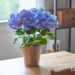 紫陽花（アジサイ）