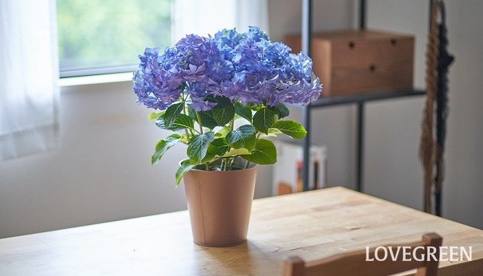 鉢植えの紫陽花 アジサイ の育て方 植え替え 植え付け 肥料編 Lovegreen ラブグリーン