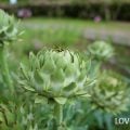 ボタニカルガーデン（Botanical Garden）は、植物園という意味の英語です。植物園とは、さまざまな種類の植物を収集して、育て、保存し、展示する場所です。植物への理解を深めるための場であり、憩いの場としての役割も果たしています。 ボタニカルガーデンの特徴は、植物の種類がわかるように名前が表記されていること。景観も美しく整えられているところが多いので、庭園として散策を楽しみながら植物の勉強ができます。美しいボタニカルガーデンを散策することは、勉強にもなれば、癒しにもなります。