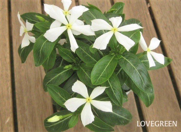 7月の寄せ植えにおすすめの花12選 Lovegreen ラブグリーン