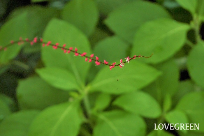 ミズヒキ 花期：7月~10月 分類：多年草 増え方：種 ミズヒキはタデ科の多年草です。色違いに白い花を咲かせるギンミズヒキがあります。糸のように細い花茎が印象的な草花です。