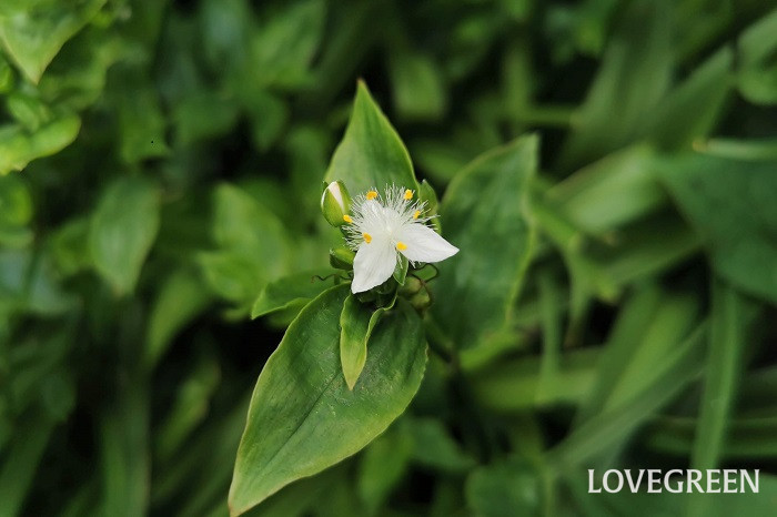 トキワツユクサ 花期：5月~7月 分類：多年草 増え方：種 トキワツユクサはツユクサ科の多年草です。真白な花が美しい草花です。観賞用として渡来した帰化植物です。