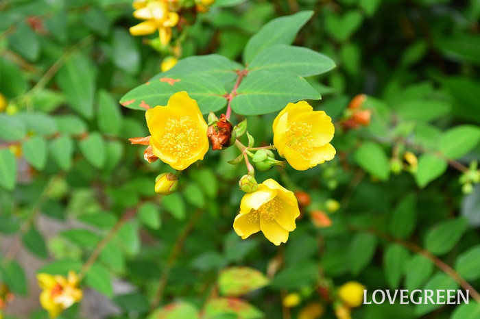 キンシバイ 金糸梅 の花言葉 種類 特徴 色別の花言葉 Lovegreen ラブグリーン