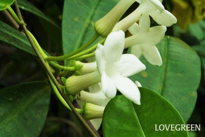 マダガスカルジャスミンの特徴 マダガスカルジャスミンは夏に白く少し肉厚な花を咲かせるつる植物です。耐寒性が弱いので露地での越冬が難しく、主に温室や室内で育てられます。葉が大きく表面には光沢があります。マダガスカルジャスミンの花にも芳香があり、ハワイのレイやブライダルブーケにもよく使用されます。