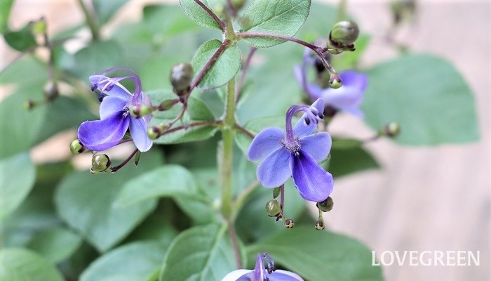 クレロデンドルム・ブルーウィングの花言葉や種類、特徴をご紹介！クレロデンドルム・ブルーウィングは、青い蝶のような可愛い花が咲く植物。初夏から秋の寄せ植えや花壇に植える苗として用いられます。