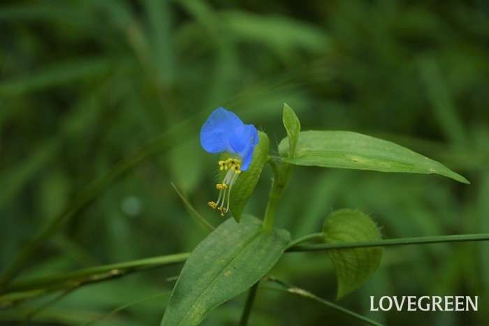 ツユクサ 花期：5月~7月 分類：一年草 増え方：種 ツユクサはツユクサ科の一年草です。真青な花が印象的な草花です。朝早く咲いて昼頃には萎れてしまうのも儚げな魅力となっています。