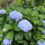 あまり日が当たらない場所では花が咲かないと思っていませんか。半日陰と明るい日陰、暗い日陰の違いを知っていますか？今回は、3つの日陰のタイプと、あまり日が当たらない場所でも楽しめる花やカラーリーフを紹介します！