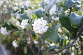 庭木におすすめの常緑樹40種|低木、中木、おしゃれな木 | LOVEGREEN(ラブグリーン)