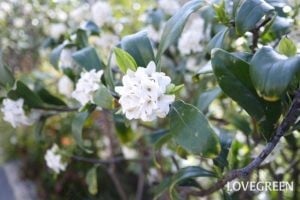 庭木におすすめの常緑樹40種|低木、中木、おしゃれな木 | LOVEGREEN(ラブグリーン)
