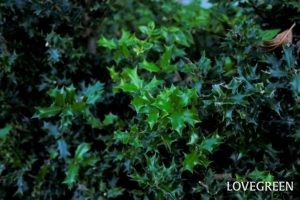 庭木におすすめの常緑樹38種!低木、中木、高木、花木、果樹、ハーブも | LOVEGREEN(ラブグリーン)