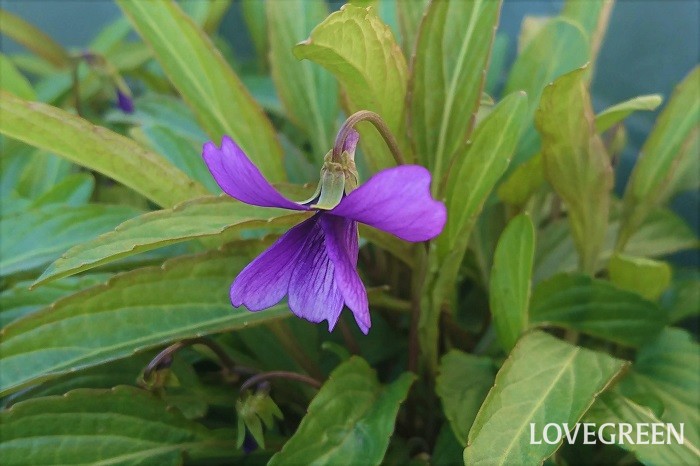 花期：3~5月 分類：多年草 スミレは直径2~3㎝の小さな紫色や薄紫色の花にそうっと顔を近づけると、ほのかに芳香がするのも魅力の一つです。