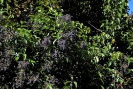庭木におすすめの常緑樹40種|低木、中木、おしゃれな木 | LOVEGREEN(ラブグリーン)