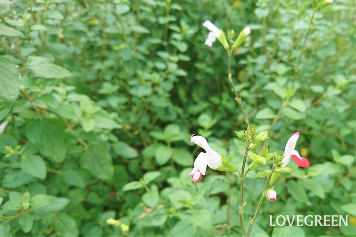 花期：5月～7月、9月～11月 分類：多年草 チェリーセージは白や赤の花が可愛らしいセージの仲間です。株で大きくなり、毎年良く花を咲かせます。花後剪定を行えば大きくなり過ぎず、翌年もまた楽しめます。