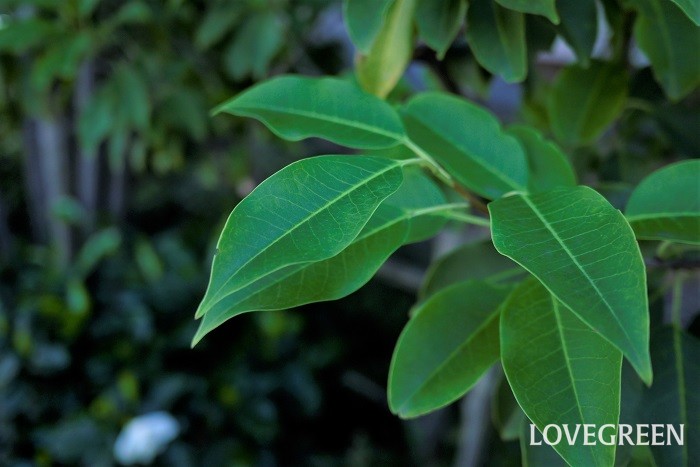 風で葉擦れの音を立てるからソヨゴ。ソヨゴの可愛らしい葉の魅力を紹介します。  ソヨゴの葉の特徴 ソヨゴの葉は全体が咲きの尖った楕円形で色はグリーン、表面にはやや光沢があります。葉の縁が波打っているのが特徴です。  フクラシバという別名の由来 ソヨゴにはフクラシバという別名もあります。ソヨゴの葉を熱すると音を立てて葉が裂けることから付いたとされています。  ソヨゴの葉の黒い点 比較的病害虫の被害にあいにくいソヨゴですが、黒点病の被害にあうことがあります。ソヨゴの葉の表面に黒い点を確認したら、速やかに葉を取り除き薬剤を散布するようにしましょう。