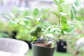 庭木におすすめの常緑樹40種|低木、中木、おしゃれな木 | LOVEGREEN(ラブグリーン)