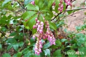 庭木におすすめの常緑樹40種|低木、中木、おしゃれな木 | LOVEGREEN(ラブグリーン)