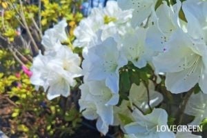 庭木におすすめの常緑樹40種|低木、中木、おしゃれな木 | LOVEGREEN(ラブグリーン)