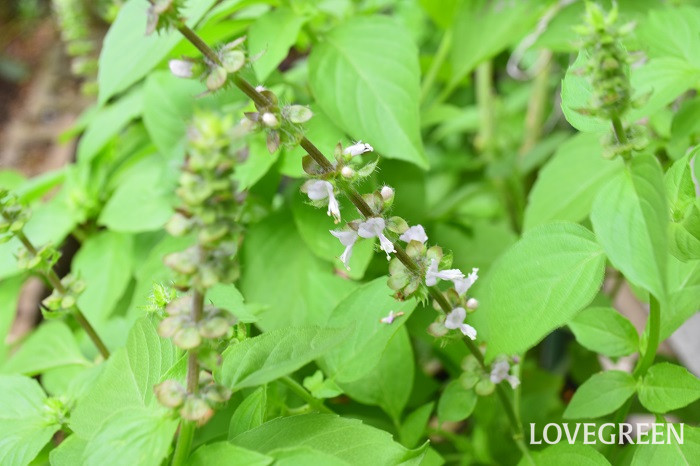 バジルの花言葉 種類 特徴 色別の花言葉 Lovegreen ラブグリーン
