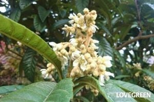 庭木におすすめの常緑樹40種|低木、中木、おしゃれな木 | LOVEGREEN(ラブグリーン)