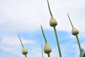 アリウムの育て方・栽培方法 | LOVEGREEN(ラブグリーン)