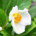 シャラの木（ナツツバキ）の花言葉や種類、特徴をご紹介！シャラの木（ナツツバキ）は、ツバキに似た白い花を咲かせます。花だけでなく、新緑や紅葉、枝ぶりも美しく庭木としても人気があります。