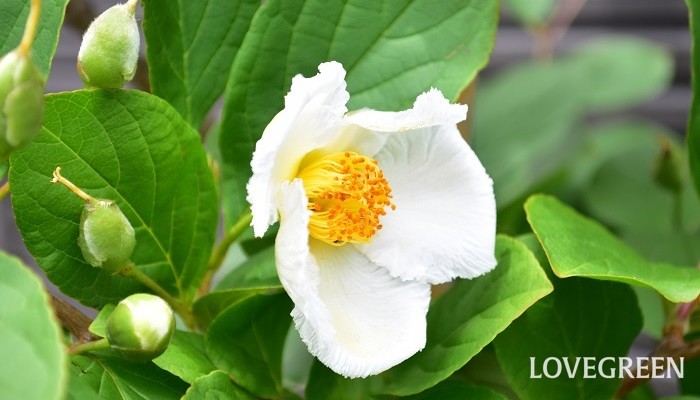 シャラの木（ナツツバキ）の花言葉や種類、特徴をご紹介！シャラの木（ナツツバキ）は、ツバキに似た白い花を咲かせます。花だけでなく、新緑や紅葉、枝ぶりも美しく庭木としても人気があります。