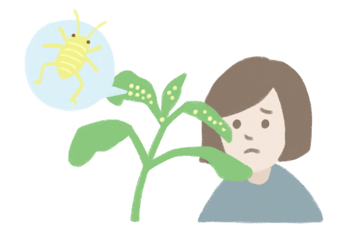 ーーアブラムシは、主に植物の新芽やつぼみについて、植物の汁を吸い、生育を阻害します。また、ウイルス病を媒介するため、植物に病気のダメージを与えてしまいます。アブラムシが大量についてしまった植物はやがて枯れてしまうのでご注意を！