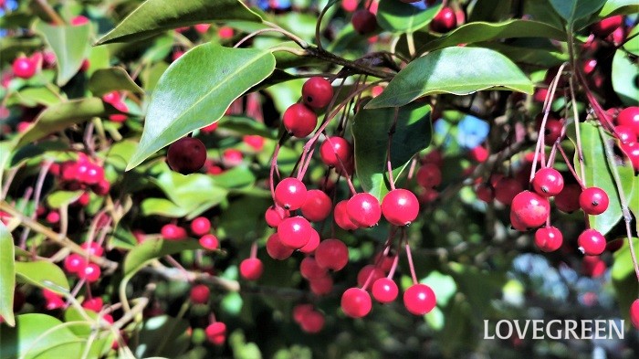 ソヨゴとは 育て方 花言葉 花や実の特徴 シンボルツリーにおすすめ Lovegreen ラブグリーン
