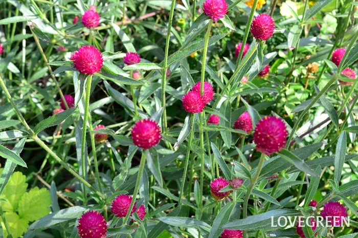 センニチコウ 千日紅 の花言葉 種類 特徴 色別の花言葉 Lovegreen ラブグリーン