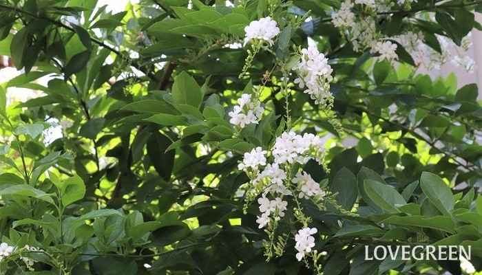 デュランタの花言葉や種類、特徴をご紹介！デュランタは、紫や白の小花を垂れ下がるように咲かせる低木。暖かい地域では、花を楽しめる庭木としてもよく用いられます。