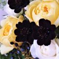 チョコレートコスモスってどんな花？チョコレートコスモスについて、花言葉、育て方、種類、咲く時期、たくさん咲かせるための切り戻しや摘心、チョコレートコスモスを使った寄せ植えまで紹介します。