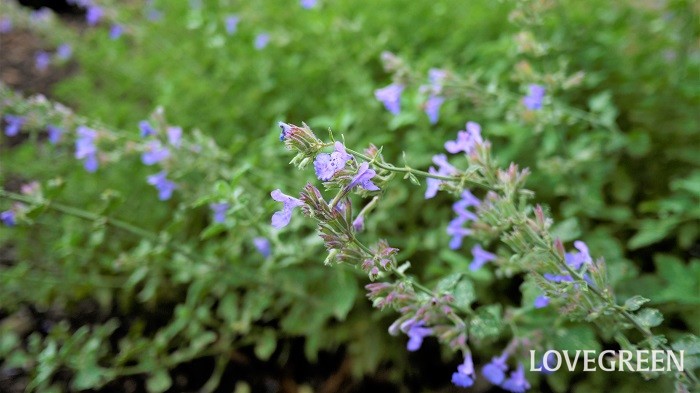 育てやすい花45種 お庭やプランターにおすすめの一年草 多年草 ハーブ Lovegreen ラブグリーン