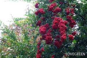 庭木におすすめの常緑樹40種|低木、中木、おしゃれな木 | LOVEGREEN(ラブグリーン)