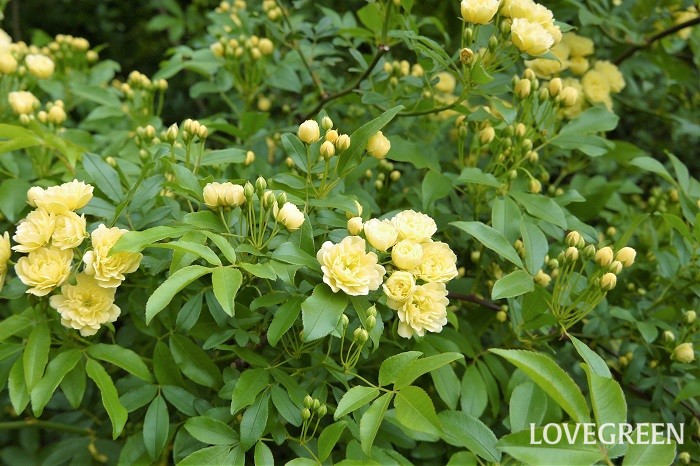 花期：4月~5月 分類：常緑つる性木本 モッコウバラは春にカスタードクリームのような柔らかい黄色の花を咲かせるつるバラです。バラの中では比較的病害虫の被害が少なく育てやすい花です。