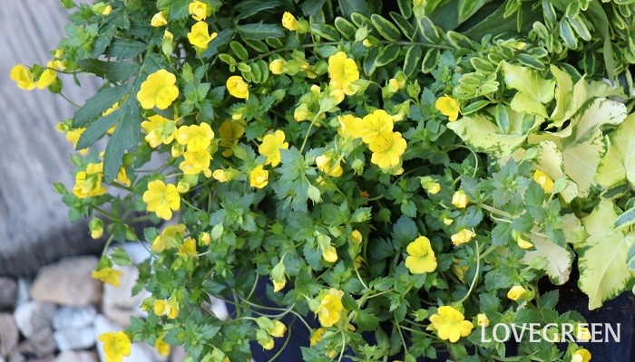 メカルドニアの花言葉や種類、特徴をご紹介！メカルドニアは、小さな黄色い花を次々咲かせます。夏に強く、寄せ植えやハンギングバスケット、グランドカバー用の花苗として人気があります。