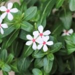 寄せ植えを素敵に仕上げる名脇役プランツ、今回ご紹介するのは「ニチニチソウ夏花火」。初夏～秋に咲くキョウチクトウ科の非耐寒性一年草です。