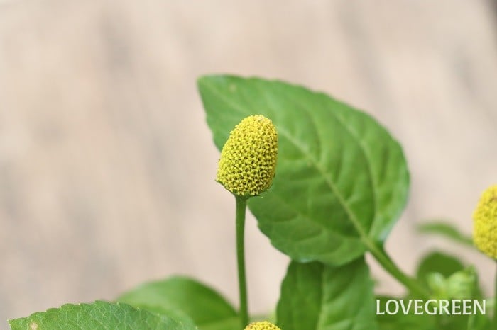 スピランサス たまごぼーるの育て方 Lovegreen ラブグリーン