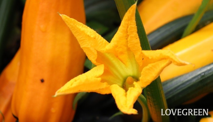 ズッキーニの花言葉 種類 特徴 色別の花言葉 Lovegreen ラブグリーン