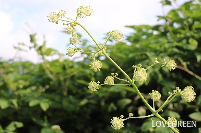 うど 独活 の花言葉 種類 特徴 色別の花言葉 Lovegreen ラブグリーン