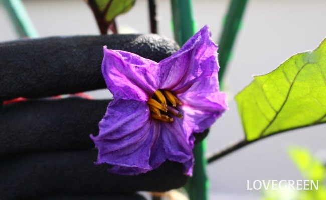 ナスの花言葉 種類 特徴 色別の花言葉 Lovegreen ラブグリーン
