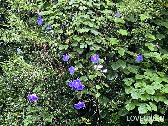 琉球朝顔 ノアサガオ の花言葉 種類 特徴 色別の花言葉 Lovegreen ラブグリーン