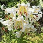 ヤマユリ　花言葉