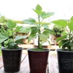 アロマティカス Lovegreen ラブグリーン