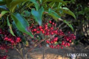 庭木におすすめの常緑樹38種!低木、中木、高木、花木、果樹、ハーブも | LOVEGREEN(ラブグリーン)
