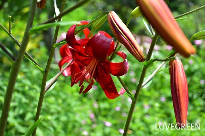 ユリは主に初夏から夏にかけて香りの良い花を咲かせる球根植物。非常に種類が多い上に園芸品種もたくさん作られています。ヤマユリのような大輪咲きからオトメユリのような小ぶりな花まであります。