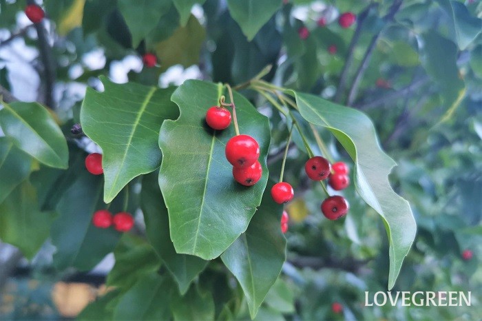 観賞期：11月～2月 樹高：5～10m ソヨゴはモチノキ科モチノキ属の常緑高木です。乾燥に強い上に自然樹形で整う、育てやすいのが特徴。秋に真赤に色付く実が可愛らしい庭木です。