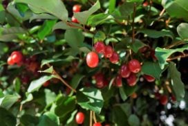 庭木におすすめの常緑樹40種|低木、中木、おしゃれな木 | LOVEGREEN(ラブグリーン)