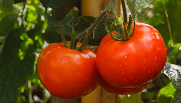 トマトの花言葉や種類、特徴をご紹介！トマトは、初夏から晩秋に黄色い花を咲かせます。花後にできる緑色の実は、赤や黄色に熟し、甘くて酸味がある、夏を代表する美味しい野菜です。